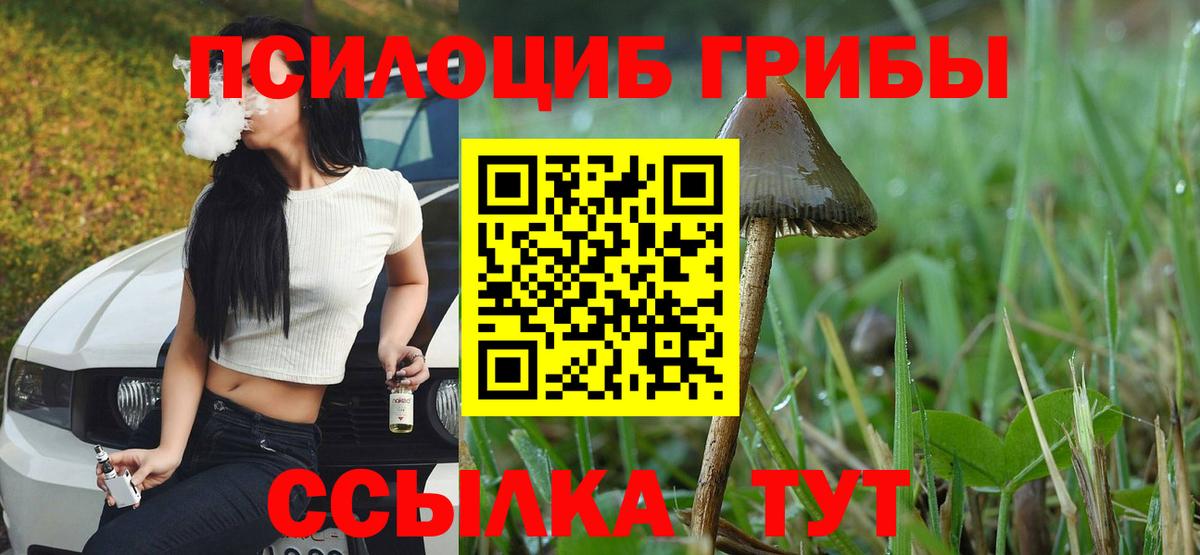 Советск  Псилоцибиновые грибы мицелий  Вход с VPN  Псилоцибиновые грибы Cubensis 